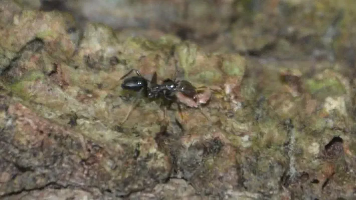 Scientists on the island of Fiji have discovered a type of ant that plants, fertilizes and guards its own coffee crops. The industrious creatures have been perfecting their agricultural know-how for millions of years.