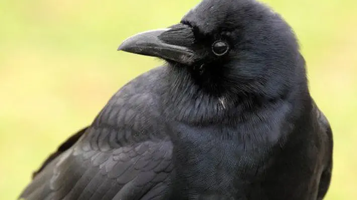 For the amateur bird watcher: how to establish a friendly relationship with the crows in your neighborhood, how crows communicate, and what they like to eat.
