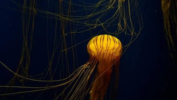 The stinging, gelatinous blobs could take over the world’s oceans.
