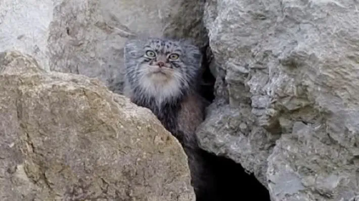 Still the greatest moment in all the internet. Otocolobus manul FTW.