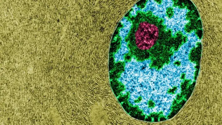 You may have forgotten about the nucleolus since you took biology class, but scientists think this structure inside every cell in your body may play an important role in aging.