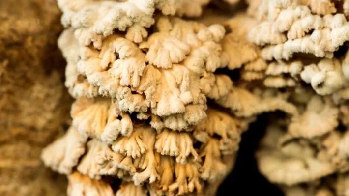 Schizophyllum commune possesses about 23,000 different genders as a species. And you thought having two was hard.